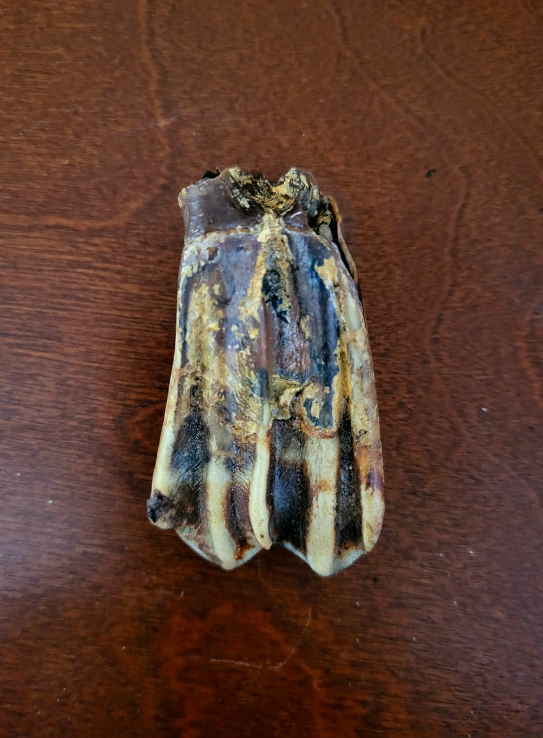 Fossilized Bison Tooth