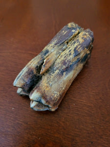 Fossilized Bison Tooth
